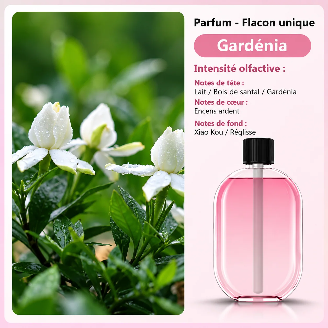 gardenia